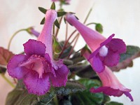 Sinningia 'Doobly Different' Sinningia 'Doobly Different'